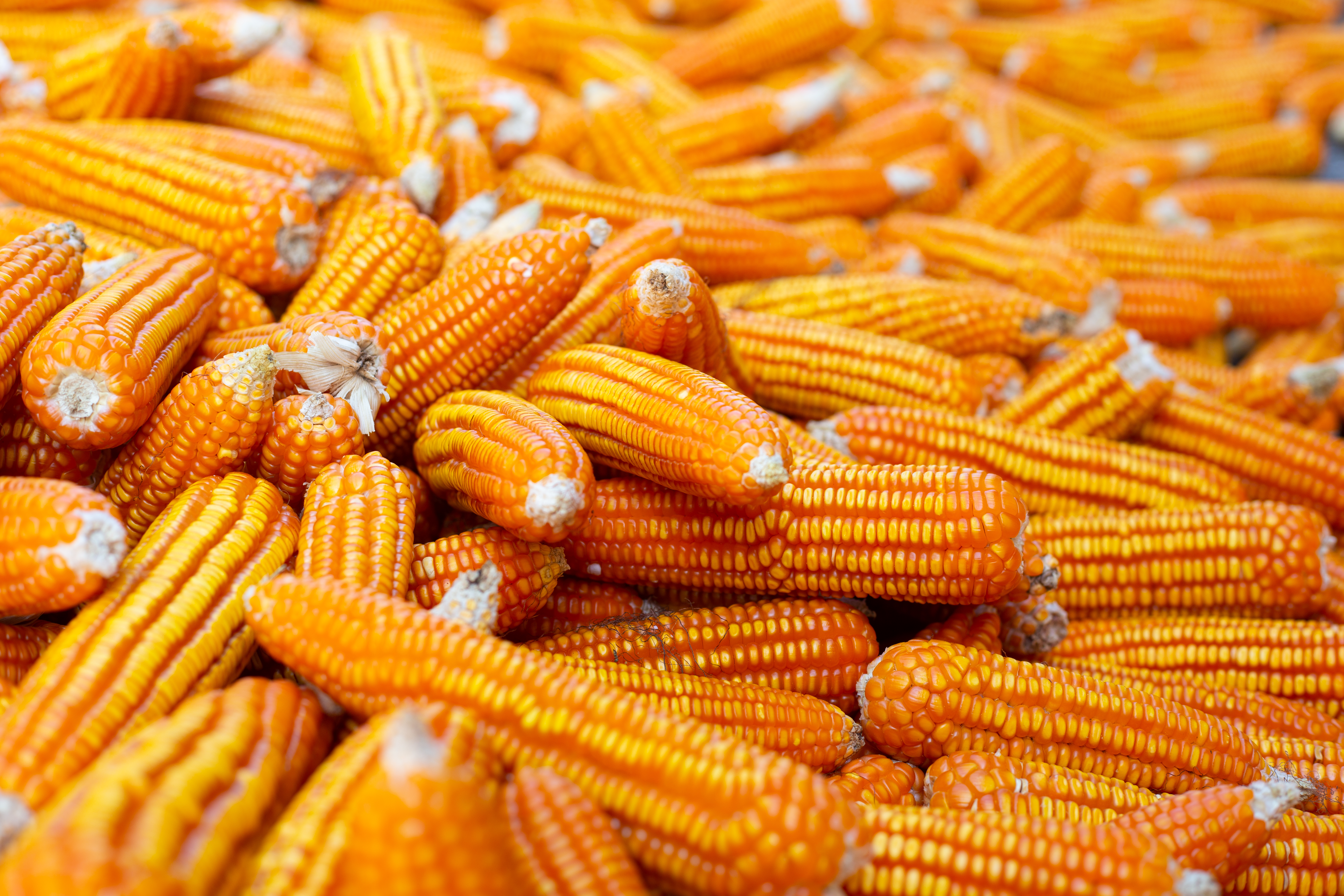 Tanzania Maize Production Strength